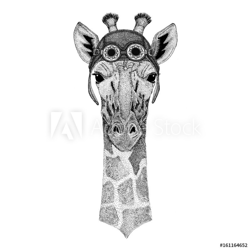 Afbeeldingen van Camelopard giraffe wearing aviator hat Motorcycle hat with glasses for biker Illustration for motorcycle or aviator t-shirt with wild animal